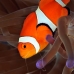 anemonefish_falseclown_kimaab14_v_0033_sul7602.jpg